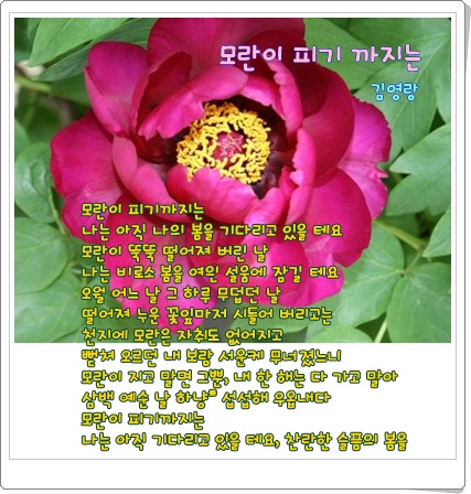 webchon_solution_source_0_모란.jpg