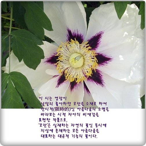 webchon_solution_source_0_흰%20모란.jpg